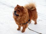 Chow Chow